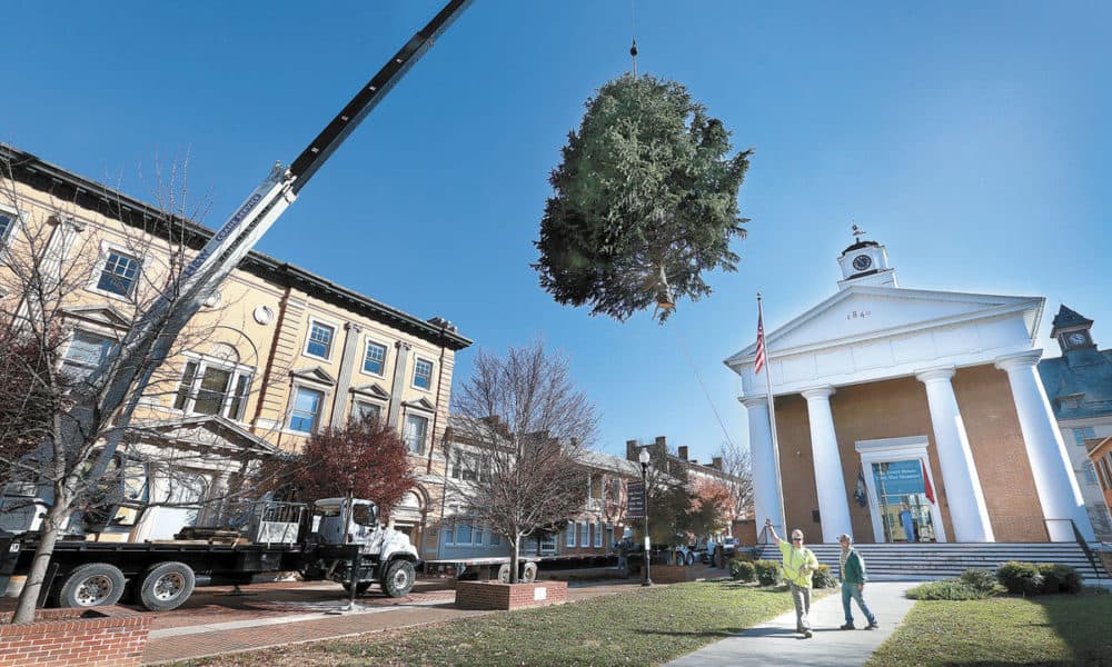 Tis The Season! Holiday Tree Hoisted Into Position Via Crane